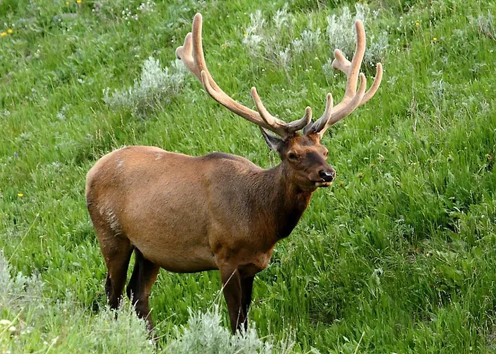 Family On Beautiful Ranch Near Yellowstone National Park, Wyoming Holiday home Wapiti